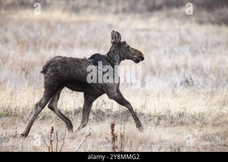 Moose in Saskatchewan Prairie primavera tempo Canada Foto Stock