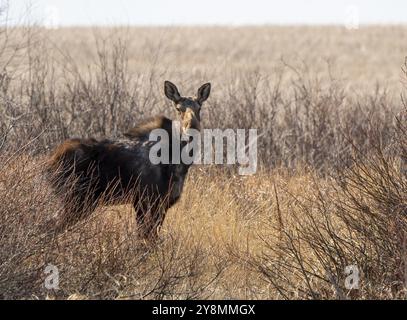 Wild Moose Saskatchewan femmina in scena Prairie Foto Stock