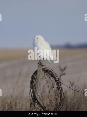 Gufo innevato in inverno a Saskatchewan, Canada, splendida Foto Stock