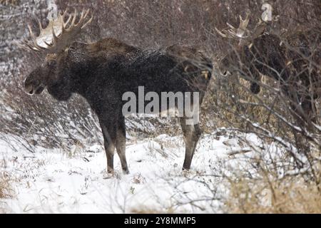 Bull alci in inverno Saskatchewan Canada close up Foto Stock