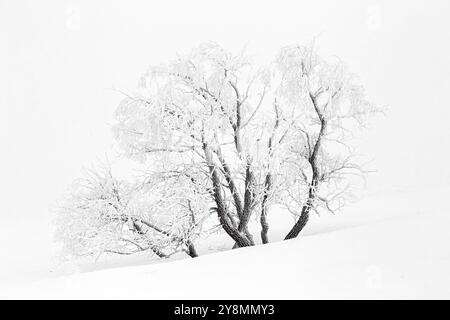 Prairie Inverno scene rurali Saskatchewan Canada Frost Foto Stock