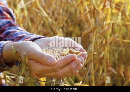 Manciata di semi di soia in agricoltore mani sul campo serata di sfondo tramonto Foto Stock