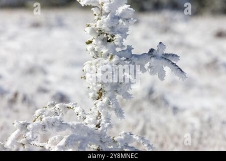 Cypress Hills prima nevicata Alberta Saskatchewan Canada Foto Stock