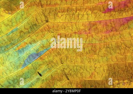 Cristalli di zolfo sotto il microscopio con un ingrandimento di 100 volte e con luce polarizzata Foto Stock