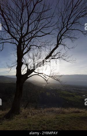 Lone Tree in inverno Foto Stock