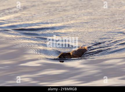 Il ratto muschiato nuota al tramonto a Saskatchewan in Canada Foto Stock