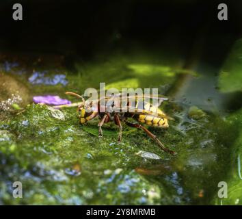 Macro di un calabrone acqua potabile in uno stagno Foto Stock