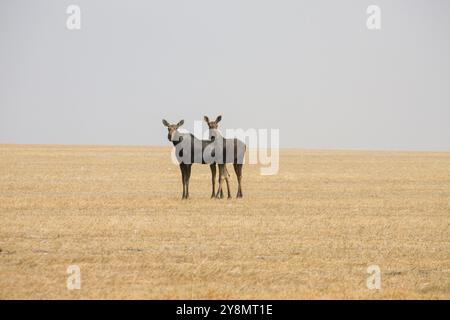 Prairie alci Saskatchewan caldo giorno d'estate Apri scena Foto Stock