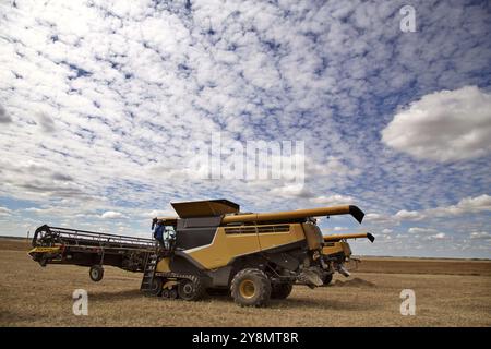 Raccogliere la mietitrebbia saskatchewan Canada in campo di grano Foto Stock