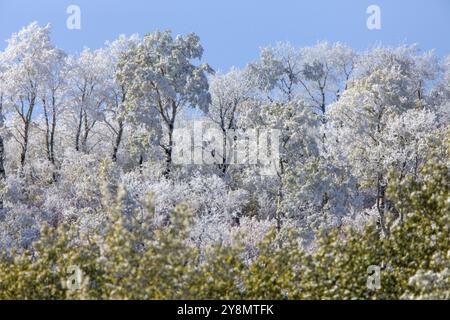 Cypress Hills prima nevicata Alberta Saskatchewan Canada Foto Stock