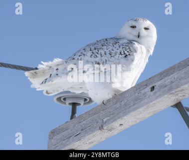 Gufo innevato in inverno a Saskatchewan, Canada, splendida Foto Stock