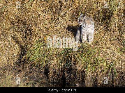 Lynx nel parco nazionale del Wild Riding Mountain Canada Foto Stock