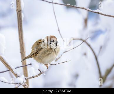 Primo piano di un passero seduto su un cespuglio innevato Foto Stock