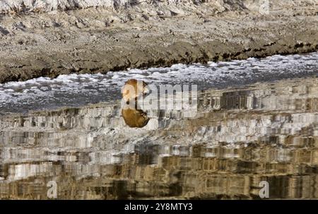 Musk Rat al tramonto sul fiume settentrionale Saskatchewan Canada Foto Stock