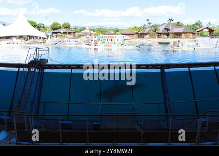 Balena assassina in cattività a Marineland, Antibes, Francia Foto Stock