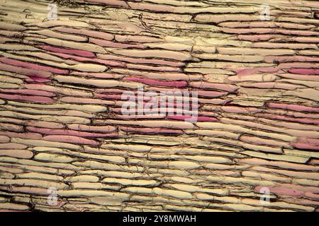 Onion cellule sotto il microscopio Foto Stock