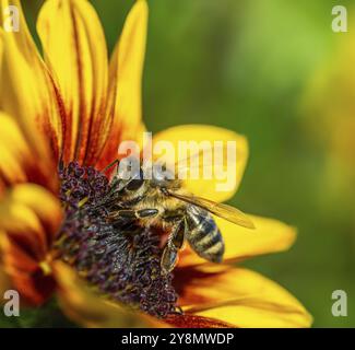 Macro di un'ape su un girasole (chiamato Suncrediable) fioritura Foto Stock