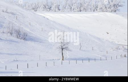 Prairie Inverno scene rurali Saskatchewan Canada Frost Foto Stock