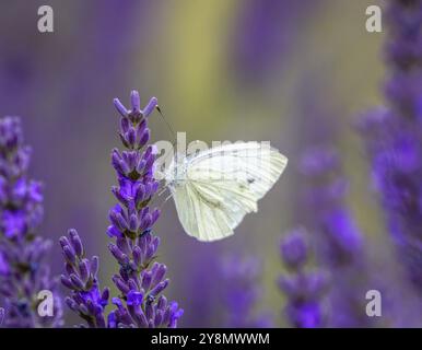 Macro di una farfalla di cavolo bianco su un fiore di lavanda viola Foto Stock