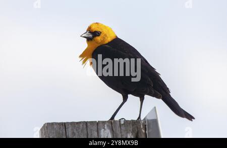 Testa gialla Blackbird su un post in Canada Foto Stock