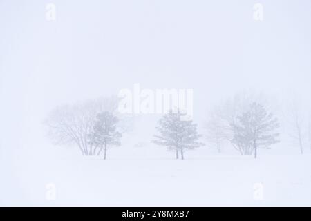 Prairie Inverno scene rurali Saskatchewan Canada Frost Foto Stock