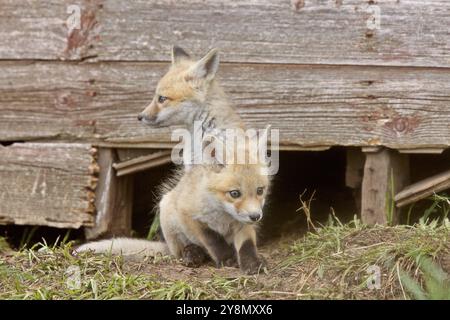 Kit Fox a giocare vicino a den in Saskatchewan Foto Stock