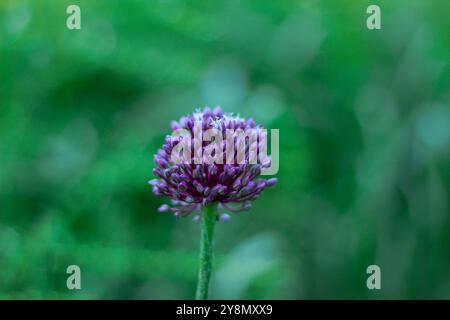 L'Allium sphaerocephalon, noto come aglio serpente, è un tipo di cipolla appartenente alla famiglia delle Amaryllidaceae. Primo piano sulla pianta in fiore. Foto Stock