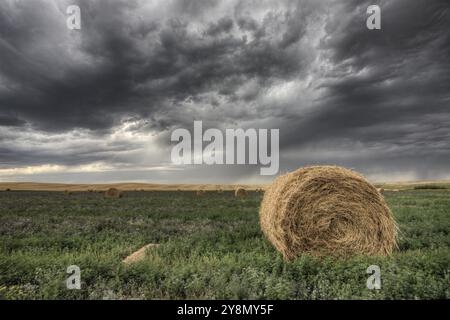 Balle di fieno e di prateria Storm campo di erba medica Foto Stock