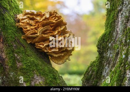 Primo piano di un fungo su un enorme albero di quercia Foto Stock