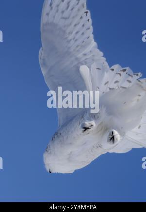 Gufo innevato in inverno a Saskatchewan, Canada, splendida Foto Stock