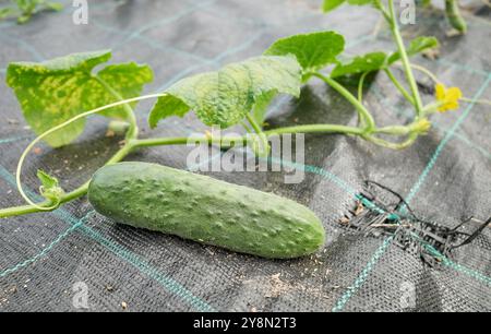 Immagine ravvicinata del cetriolo su una toppa ricoperta di pacciame in plastica, messa a fuoco selettiva. Foto Stock