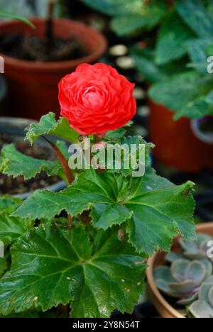 Begonia di fiori rossi (begonie Tuberose) fioritura nel vaso Foto Stock