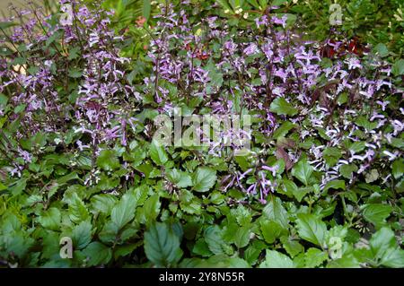 Sfondo fiore Plectranthus, i nomi comuni includono fiore-sperone. Bellissimo fiore viola sullo sfondo Foto Stock