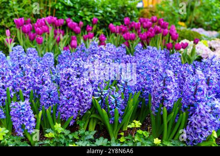 Aiuola con lussureggianti giacinti viola e luminosi tulipani rosa su uno sfondo verde, che mostrano fiori primaverili e bellezza del giardino. Foto Stock