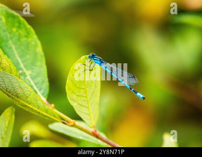 Blue Damselfly sulla foglia Foto Stock