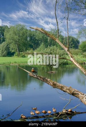 un gregge di riparo rudante. Tadorna ferruginea nello stagno della riserva naturale di Urdenbacher Kämpe,Reno Floodplain,Düsseldorf-Urdenbach;Germania Foto Stock