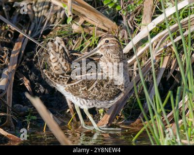 Uno snipe (Gallinago gallinago) che si prepara al sole a Greylake sui livelli del Somerset. Foto Stock