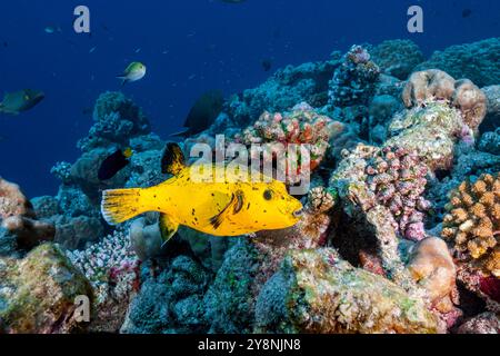 Maldive, Guineafowl Puffer (Arothron meleagris) forma gialla Foto Stock