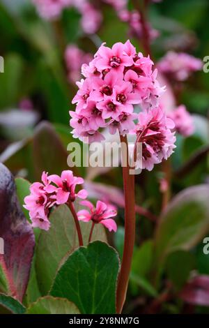 Bergenia Pink Dragonfly, orecchie di elefante Dragonfly Rosa, ovale, foglie di verde scuro arrossate di rosso scuro, fiori rosa, gola rosa scuro, Foto Stock