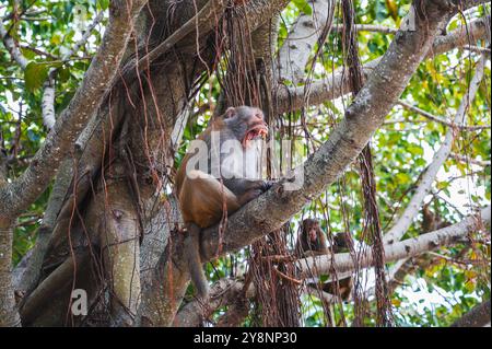 Una scimmia aggressiva e arrabbiata urla seduto su un albero nella foresta in natura sulla Monkey Mountain in Vietnam in Asia Foto Stock