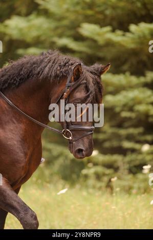 Ritratto di un cavallo riccio di bashkir purosangue che viene cavalcato in inglese con briglie in pelle inglese un po' ricci e un cavallo di fronte sulla punta Foto Stock