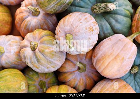 Miscela di zucca piccola colorata di moscato Foto Stock
