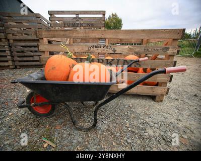 Le famiglie visitano il mondo delle zucche per Halloween, spettacoli spaventosi, risate e divertimento stagionale. Ottobre 2024. Foto Stock