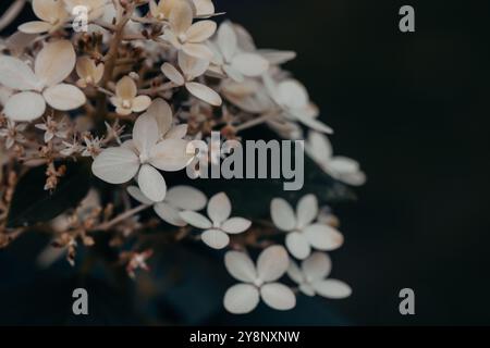 Piccoli fiori bianchi delicati, infiorescenze Hydrangea paniculata Golia su sfondo scuro nel giardino estivo. Orticoltura, floricoltura. Boccioli di fiori Foto Stock