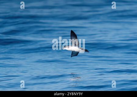 Un'immersione in acque di mare marino sullo sfondo. Turchia Foto Stock