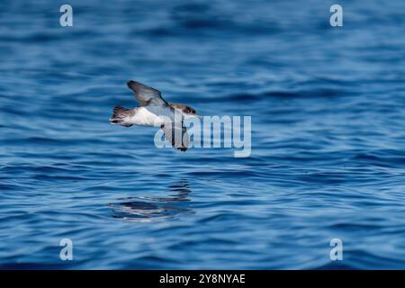 Un'immersione in acque di mare marino sullo sfondo. Turke Foto Stock