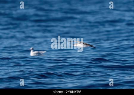 Un'immersione in acque di mare marino sullo sfondo. Turchia Foto Stock