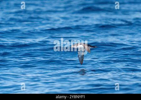 Un'immersione in acque di mare marino sullo sfondo. Turchia Foto Stock