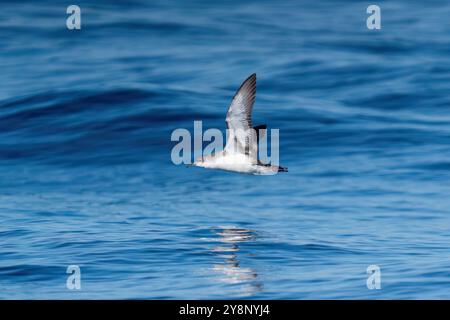 Un'immersione in acque di mare marino sullo sfondo. Turchia Foto Stock