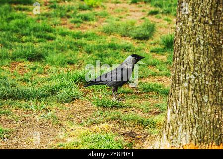 Praga, Repubblica Ceca - 11 maggio 2019: Il jackdaw occidentale Coloeus monedula , noto anche come jackdaw eurasiatico. Un bell'uccello che cammina sull'erba Foto Stock